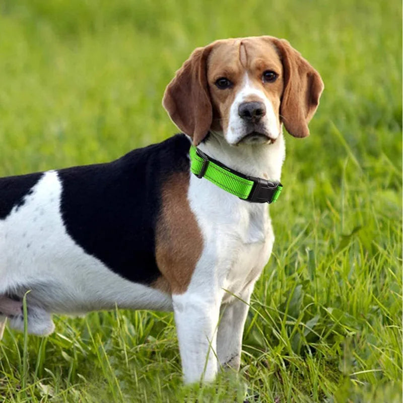 Reflective Dog Collar, Sturdy Adjustable Nylon Pet Collar with Soft Neoprene Padding for Medium and Large Dogs